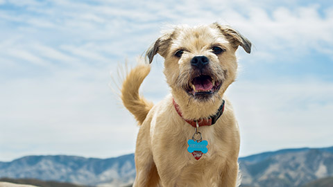 Dog wearing a collar and name tag