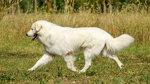 Portrait of Maremma Sheepdog