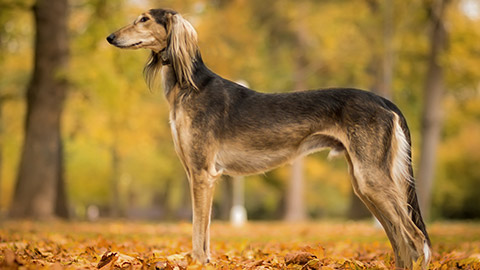 adorable saluki persian hound