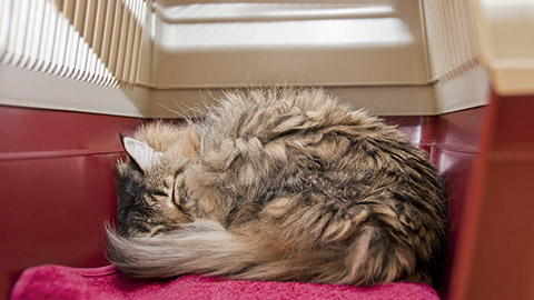 Cat carrier with striped cat under anesthetic, sleeping after surgery at veterinarian