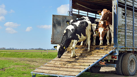 cow walking out of transport trailer into green meadow