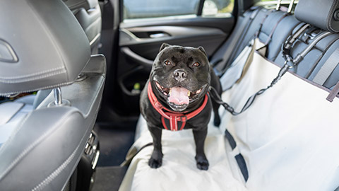 Staffordshire Bull Terrier dog on the back seat of a car with a clip and strap attached to his harness