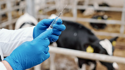 unrecognizable animal veterinarian in latex gloves preparing syringe for vaccination of cow