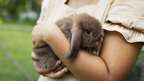 woman holding and carrying cute rabbit with tenderness and love