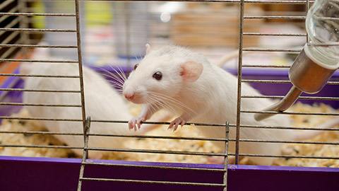 white rat in a cage