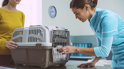 a vet checking on a cat inside a pet carrier at the veterinary clinic