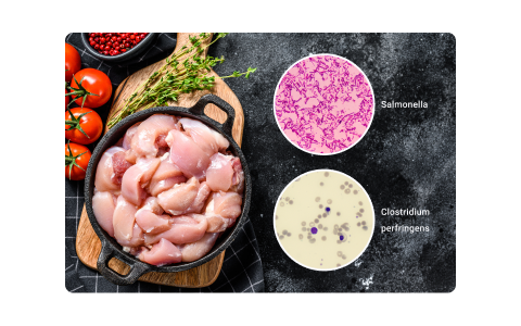 A diagram depicting common bacteria seen in raw chicken