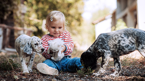 Cute toddler playing with dogs