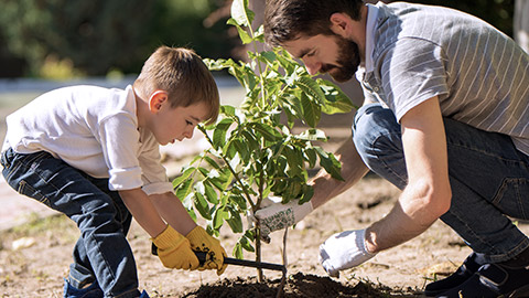 Adult assissting a boy planting a tree