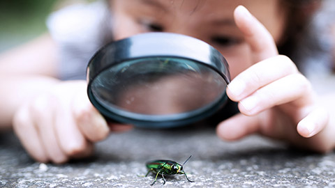 Child observing an insect with magnifying glass