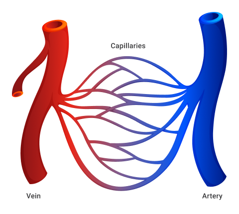 An illustration of of a capillaries