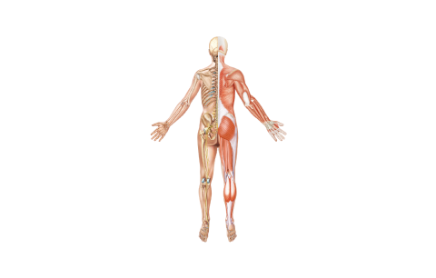 An image illustration of a human body