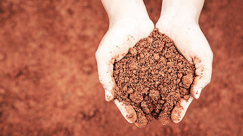 Hands holding red soil