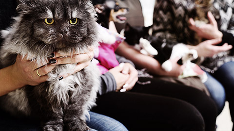 A line of pet lovers in a clinic