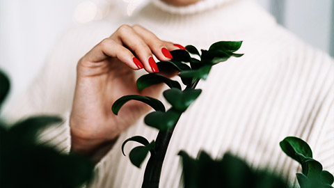 a person touching a plant