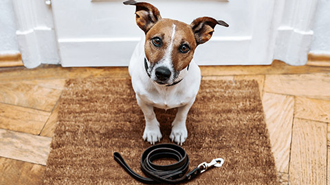 dog waiting to be leashed with collar