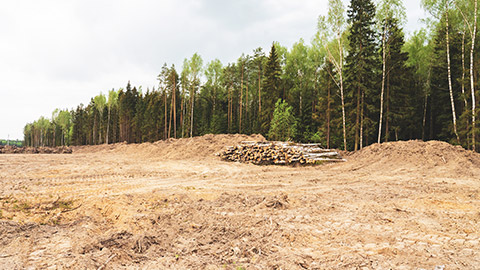 A wide shot of a deforested area