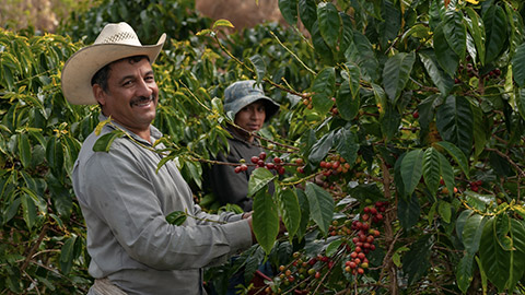 Happy farmers collecting Arabica coffee beans on the coffee tree.