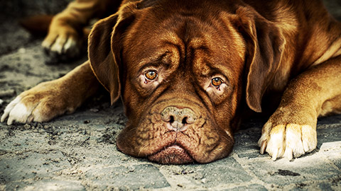 a mastiff lying sadly on the ground