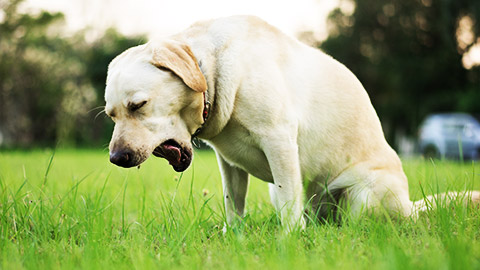 a dog coughing