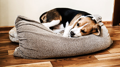 a weak beagle lying on its bed