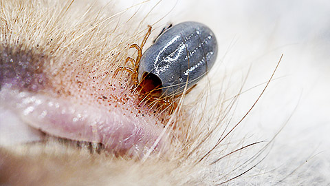 Paralysis tick, dog tick parasite - Parasitiformes. Ticks are small arachnids, part of the order Parasitiformes. Ticks are ectoparasites, living by hematophagy on the blood of mammals.