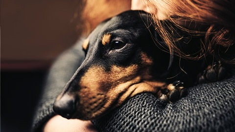 a sad daschund being held by its owner