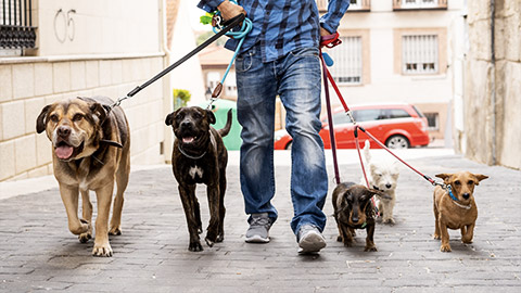 A group of dogs of different breeds being walked