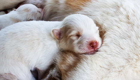 A neonatal puppy lying on its' mother