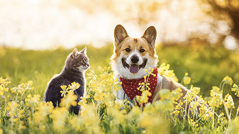 A happy cat and dog outdoors