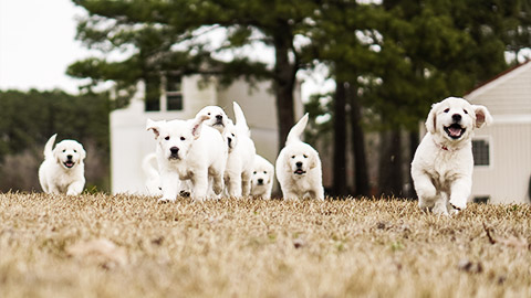 A group of white puppies running towards the camera