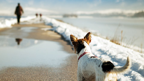 dog left by owner