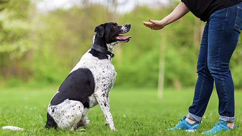 woman commands her dog