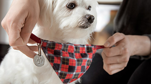 putting on dog collar with scarf