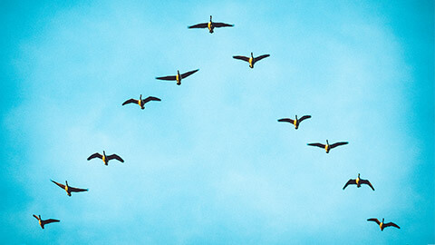 A flock of Canadian geese flying in a V formation overhead