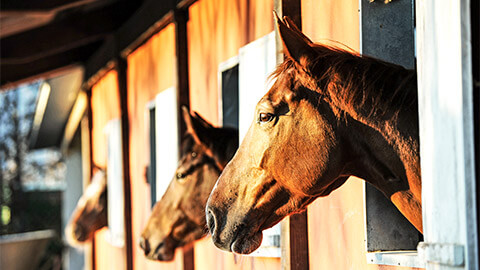 Three horses peering out of their stable, late in the afternoon