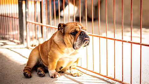 A small bulldog resting at the edge of their enclosure