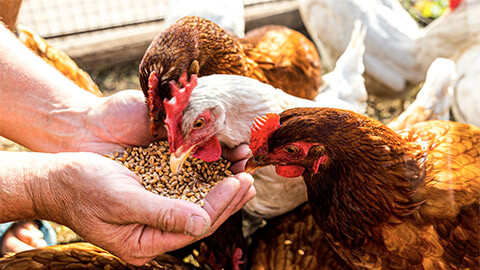 A veterinarian feeding three hens on a sunny morning