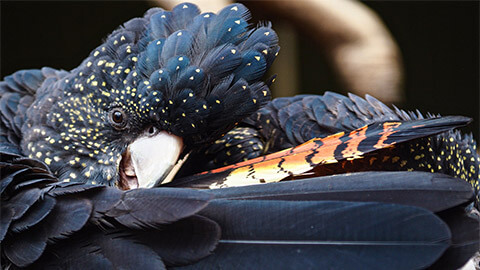 A close up of a rare, Red-taileD Black Cockatoo (Calyptorhynchus banksii)