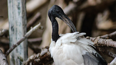 An Australian ibis pruning its feathers with its beak