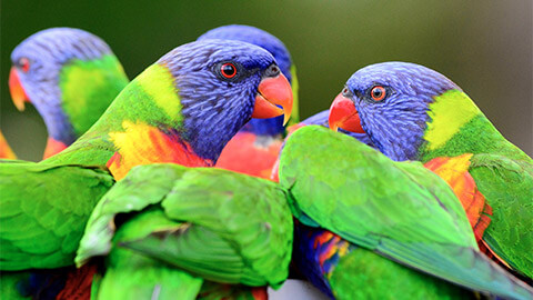 A close up of a pair of wild, Australian rainbow lorikeet parrots