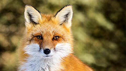 A close up of a fox, looking directly at the camera