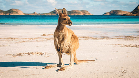 A kangaroo on a pristine beach in Australia