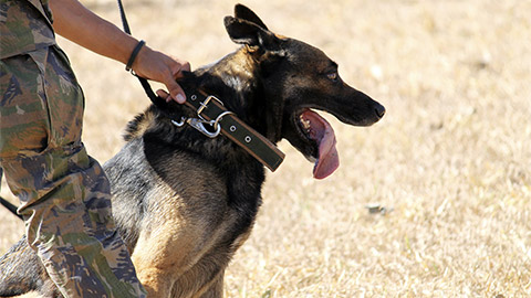 A military dog in training