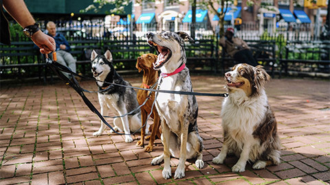 A number of dogs sitting, having a rest while out being walked