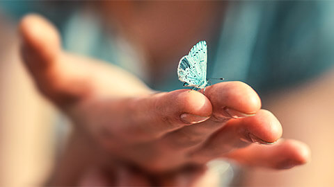 A butterfly resting on a person's hand