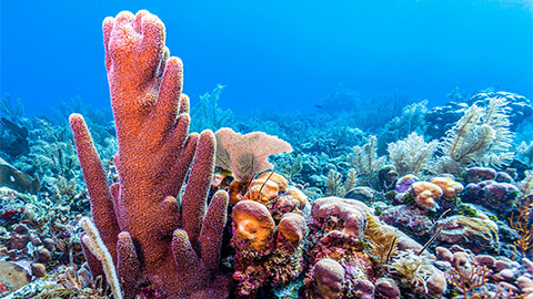 Coral and sea sponges on the ocean floor