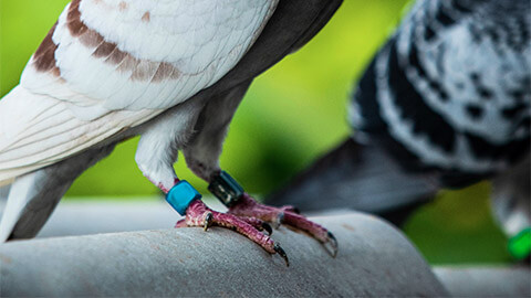 A close up of the leg tags on a pigeon's claws