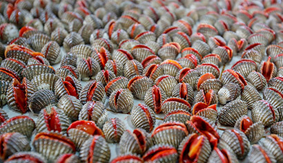 A large group of clams