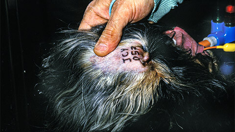 A farmer inspecting livestock's ear tatoos